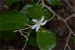 Pterospermum canescens